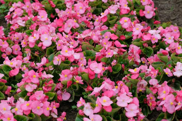 Logement Abordable en France : Défis et Innovations des HLM face aux Pouvoirs Publics