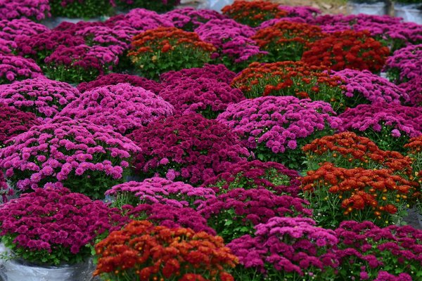 Top 5 portails en aluminium français à considérer pour votre achat